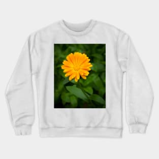 Yellow calendula flower and green leaves Crewneck Sweatshirt